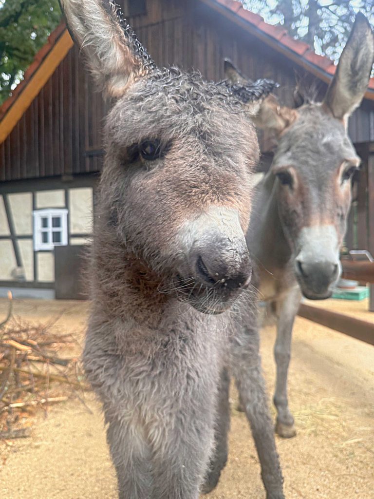 I-AH hurra, Zoo Görlitz-Zgorzelec ma młodego osła!